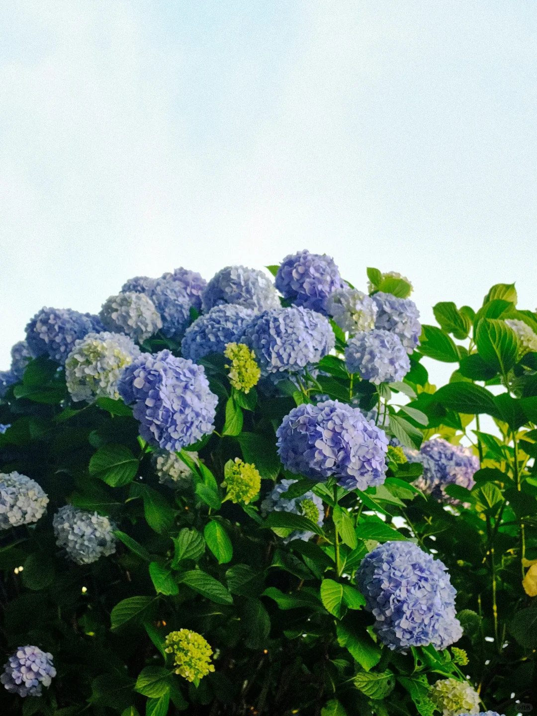 苏州！就这么默默开启了震撼的绣球季…