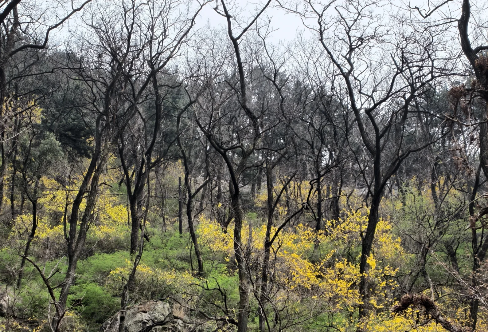 爬泰山，一定要走桃花峪徒步下山！太美啦！