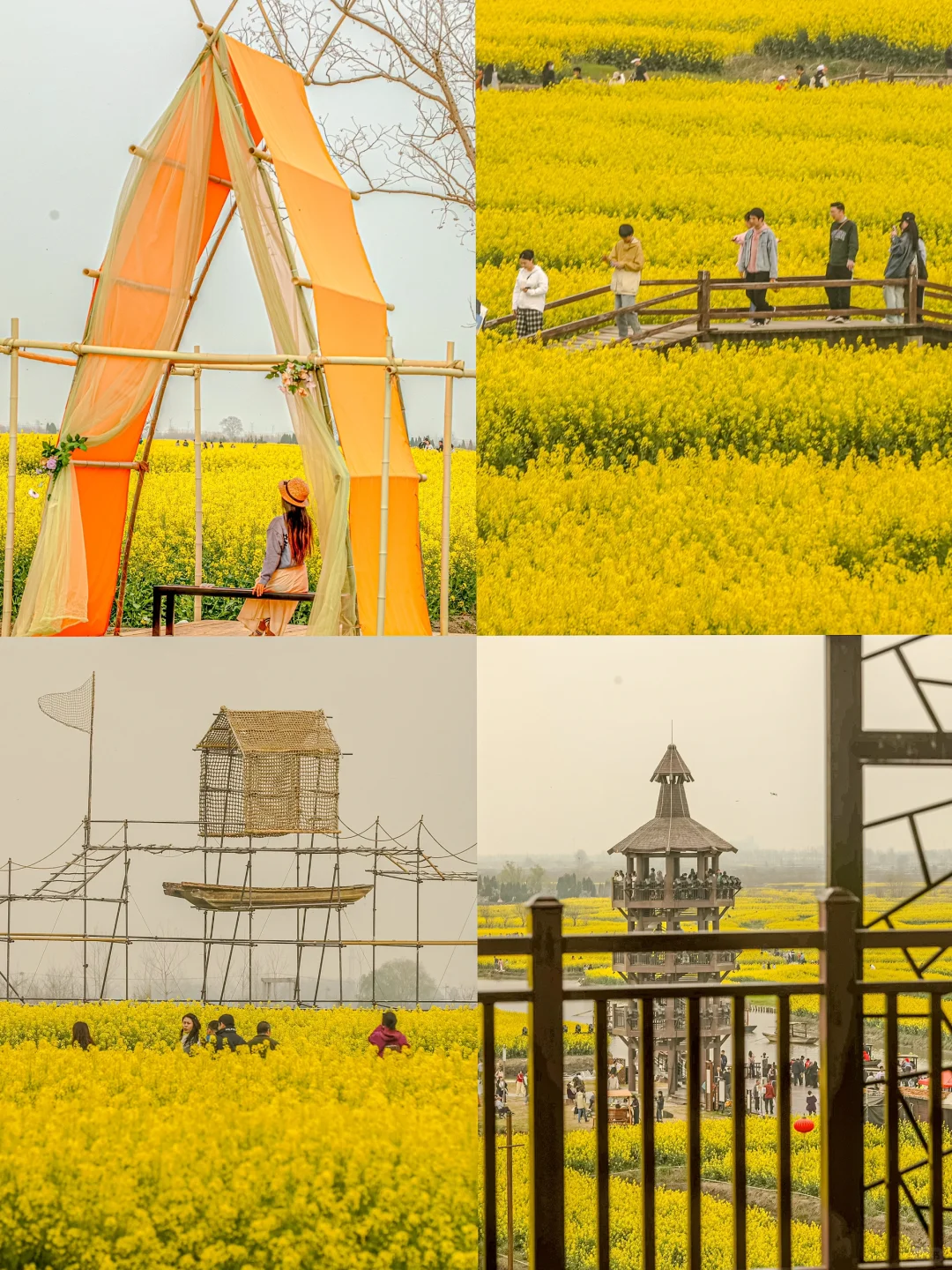 国家地理诚不欺我！水上花田超震撼，美哭了