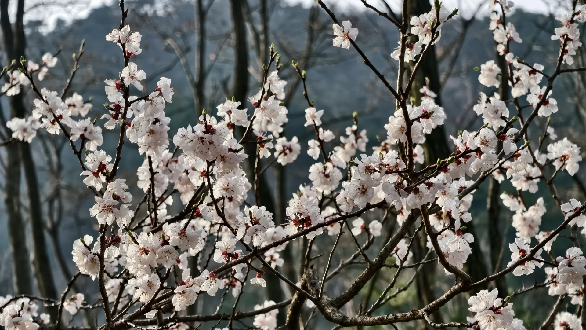 爬泰山，一定要走桃花峪徒步下山！太美啦！