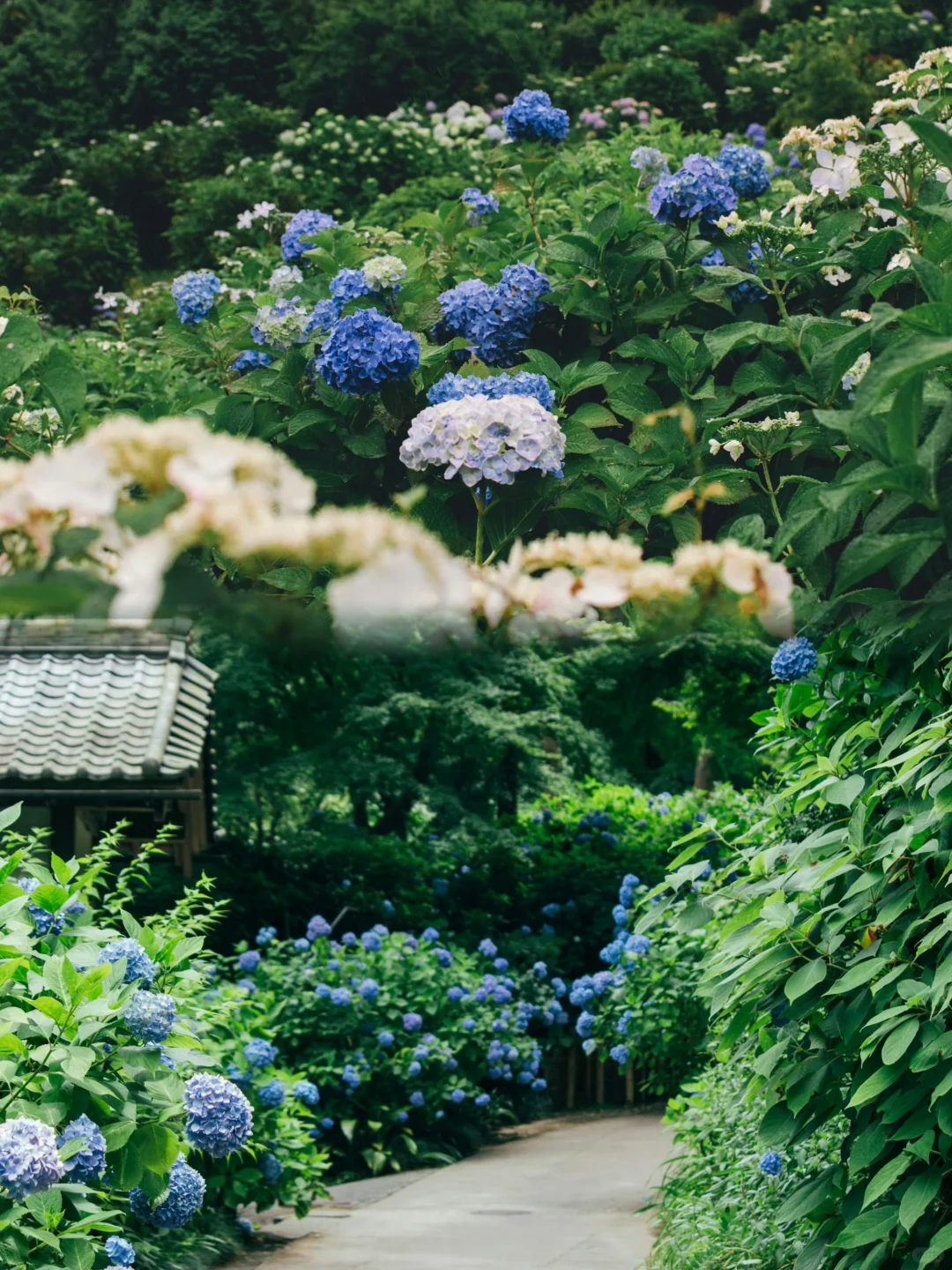 苏州！就这么默默开启了震撼的绣球季…