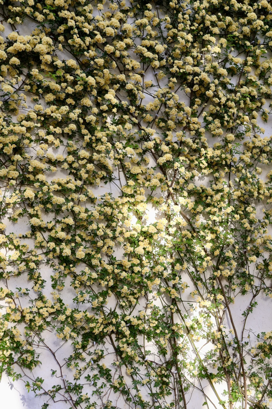 下午三点后｜无锡的这个公园会发光