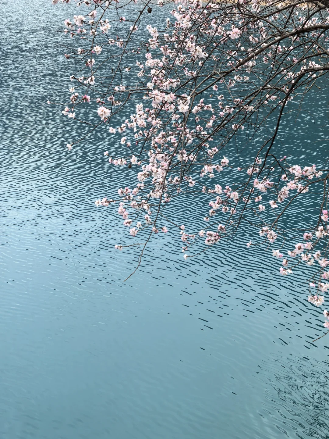 九寨沟特种兵喂饭级攻略