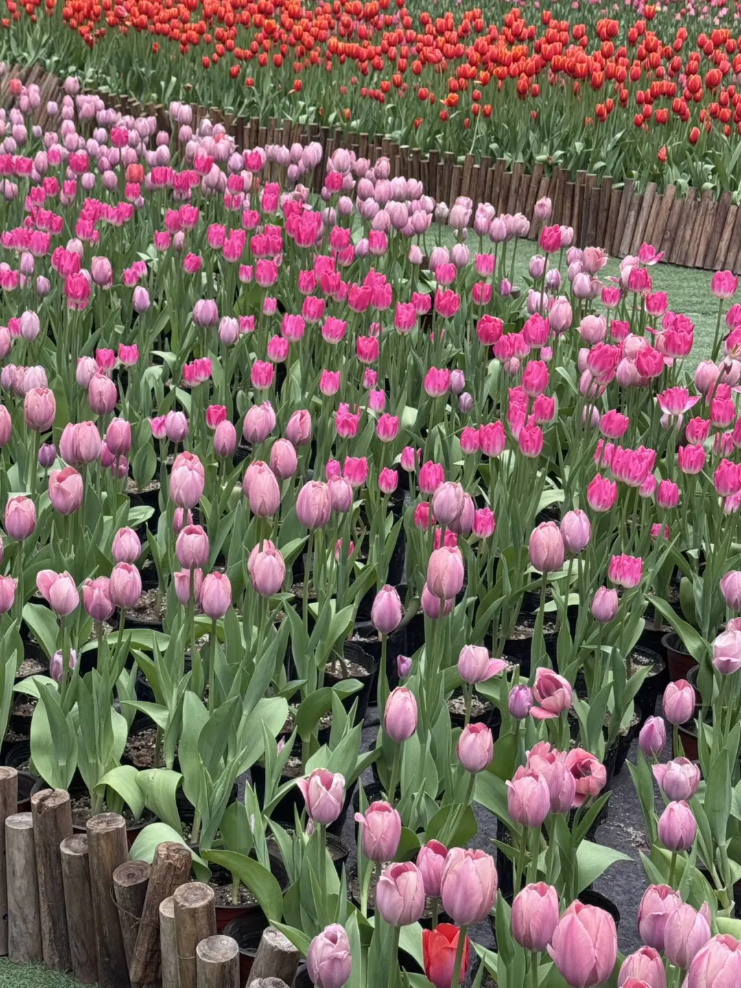 河南版莫奈花园！宝泉郁金香花海错过等一年