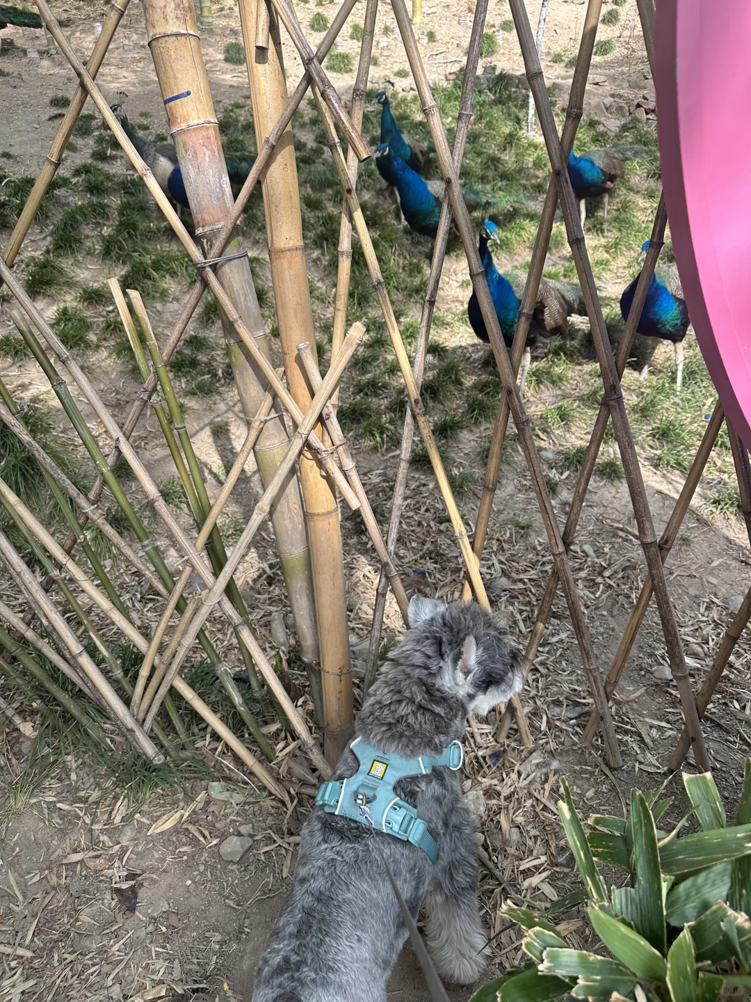 打卡宠物友好景区之溧阳天目湖山水园