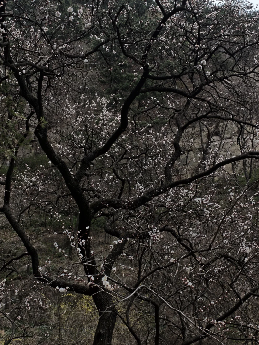 爬泰山，一定要走桃花峪徒步下山！太美啦！