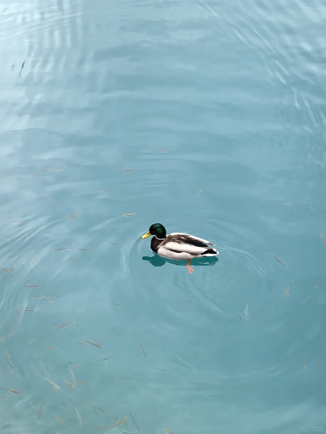 九寨沟特种兵喂饭级攻略