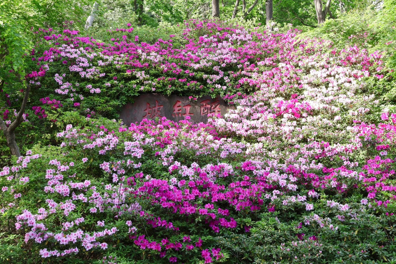 下午三点后｜无锡的这个公园会发光