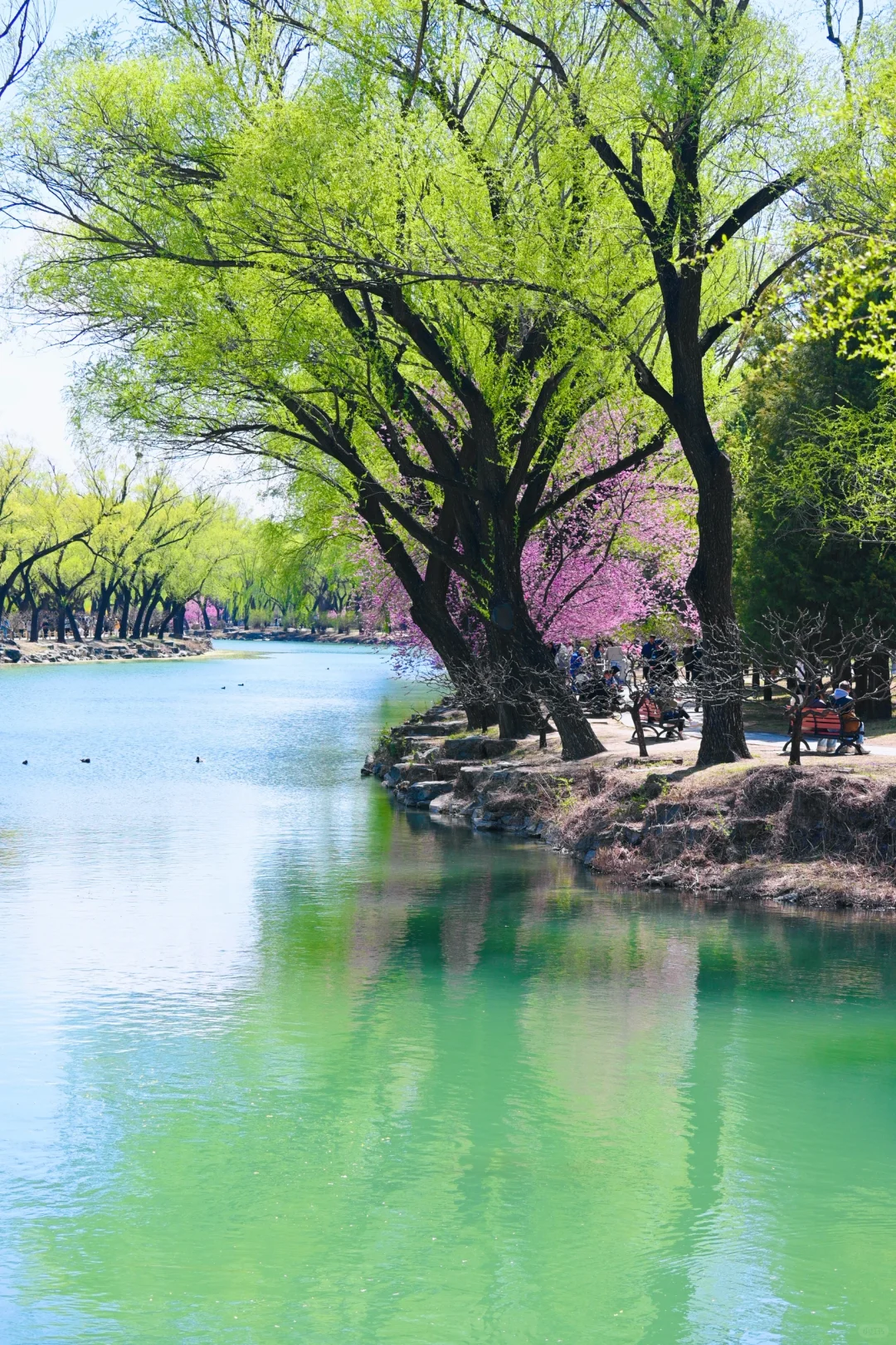 3.29颐和园豳风桥美到next level最佳观赏季