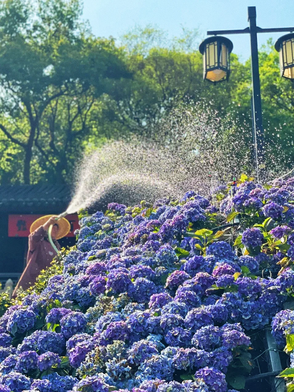苏州！就这么默默开启了震撼的绣球季…