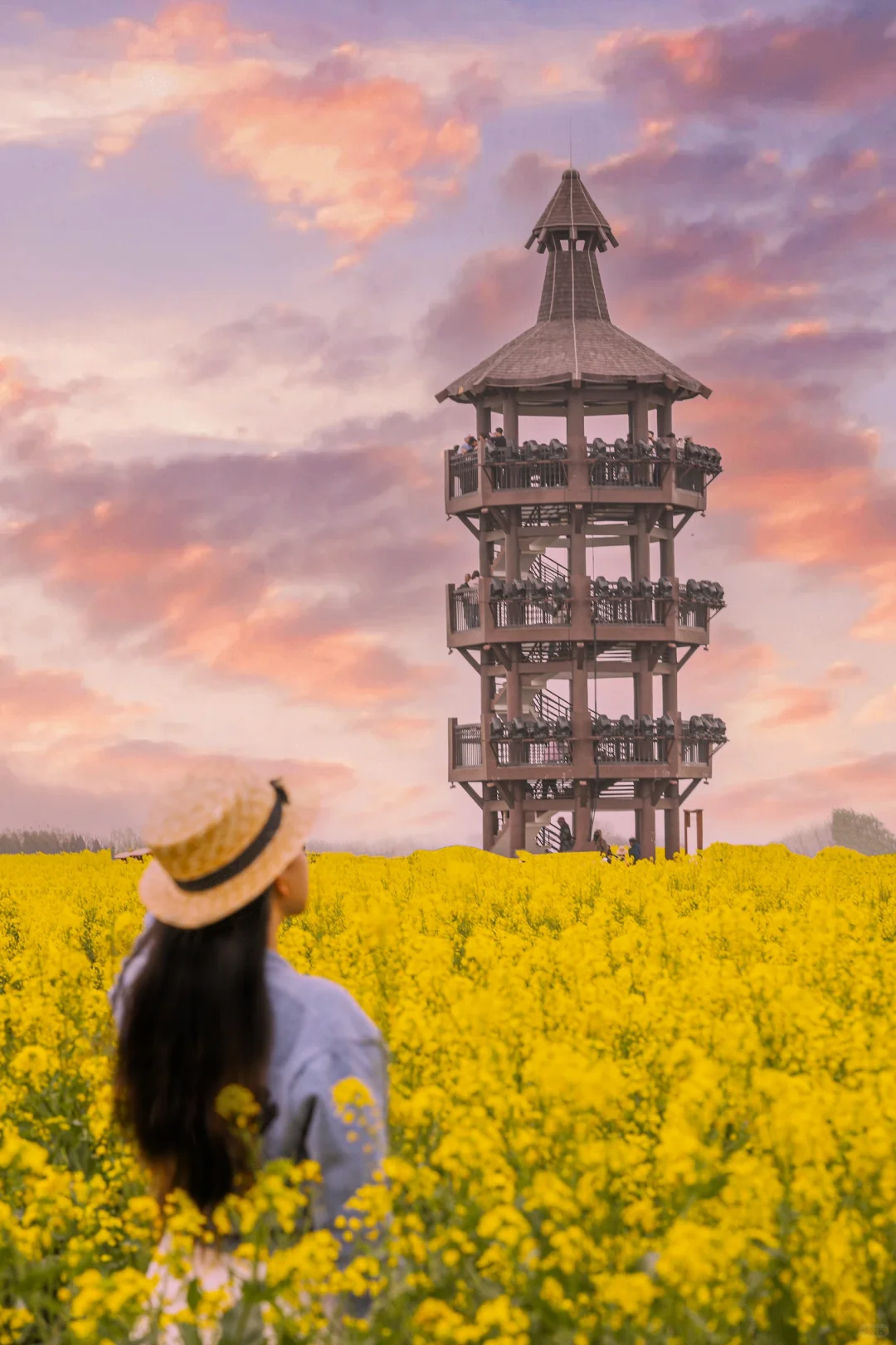 国家地理诚不欺我！水上花田超震撼，美哭了