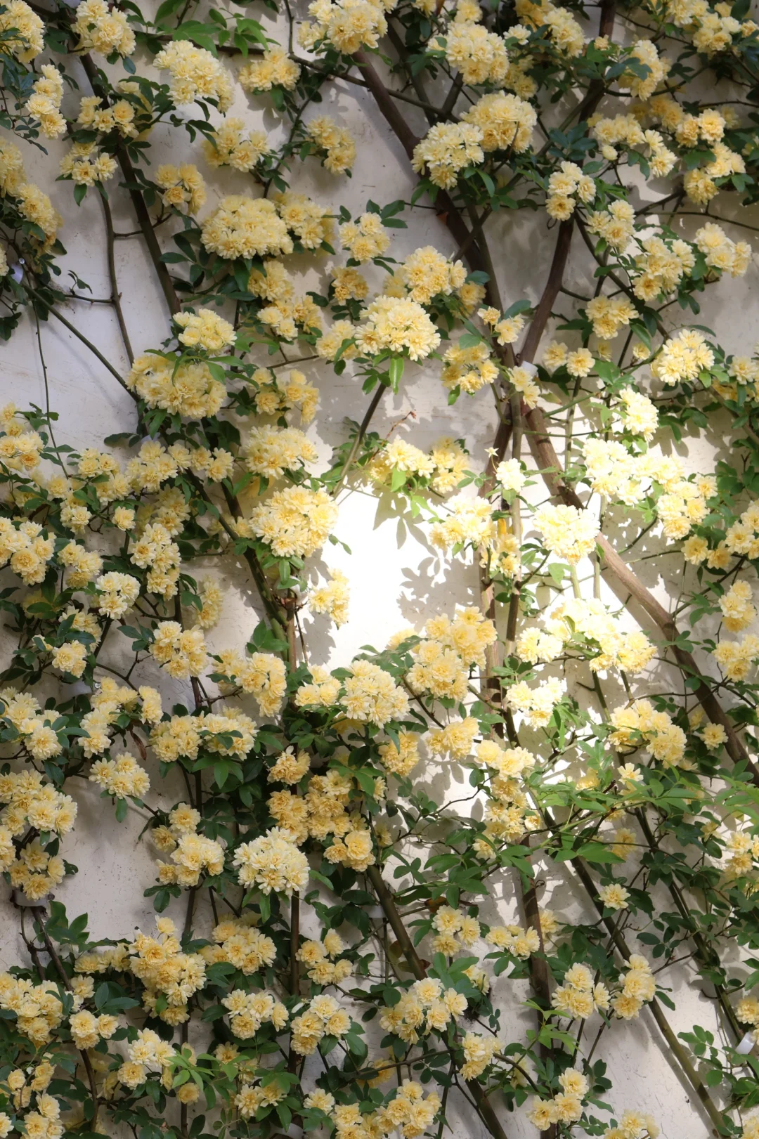 下午三点后｜无锡的这个公园会发光