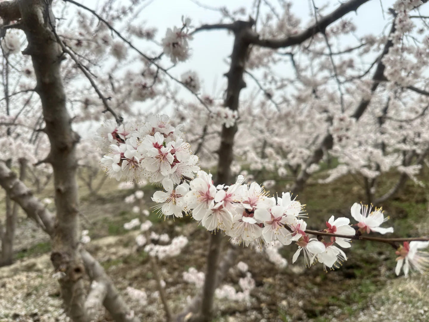 时间有限，风光无限
