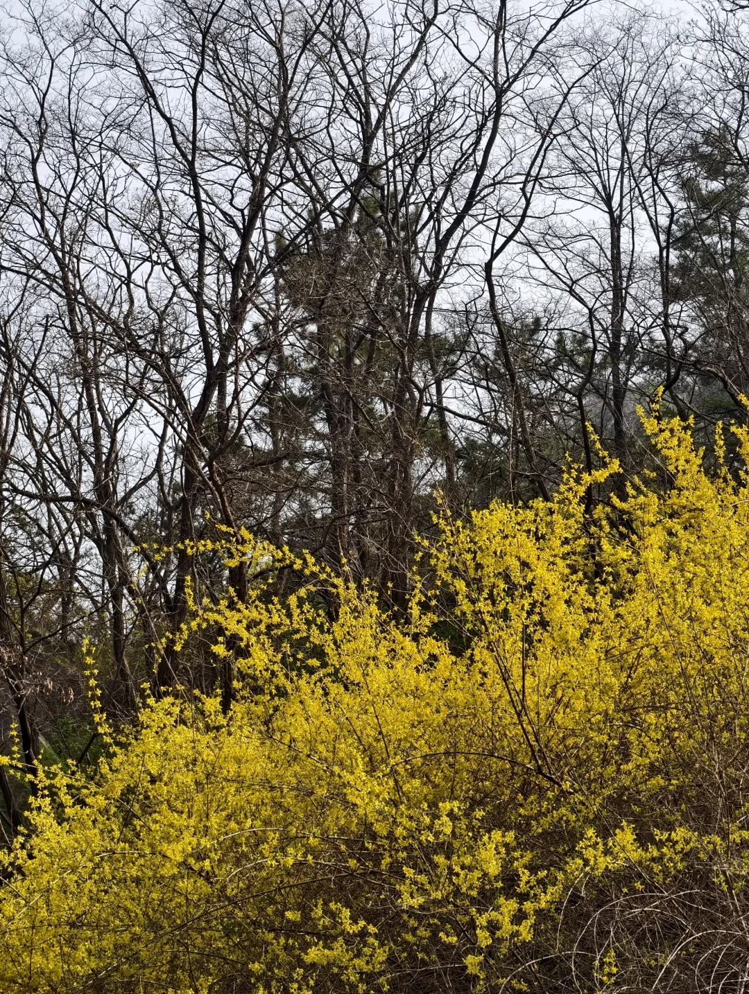 爬泰山，一定要走桃花峪徒步下山！太美啦！