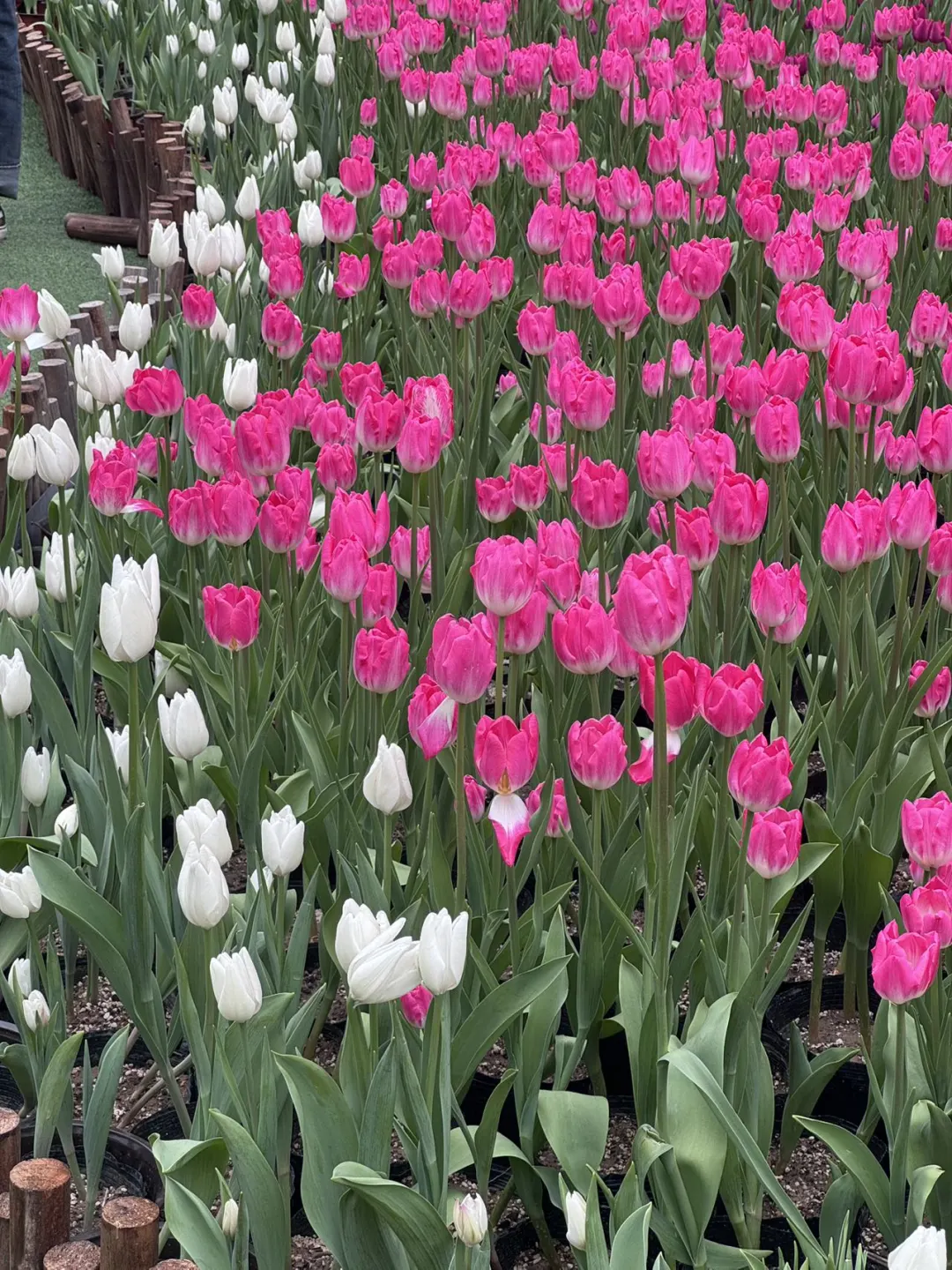 河南版莫奈花园！宝泉郁金香花海错过等一年