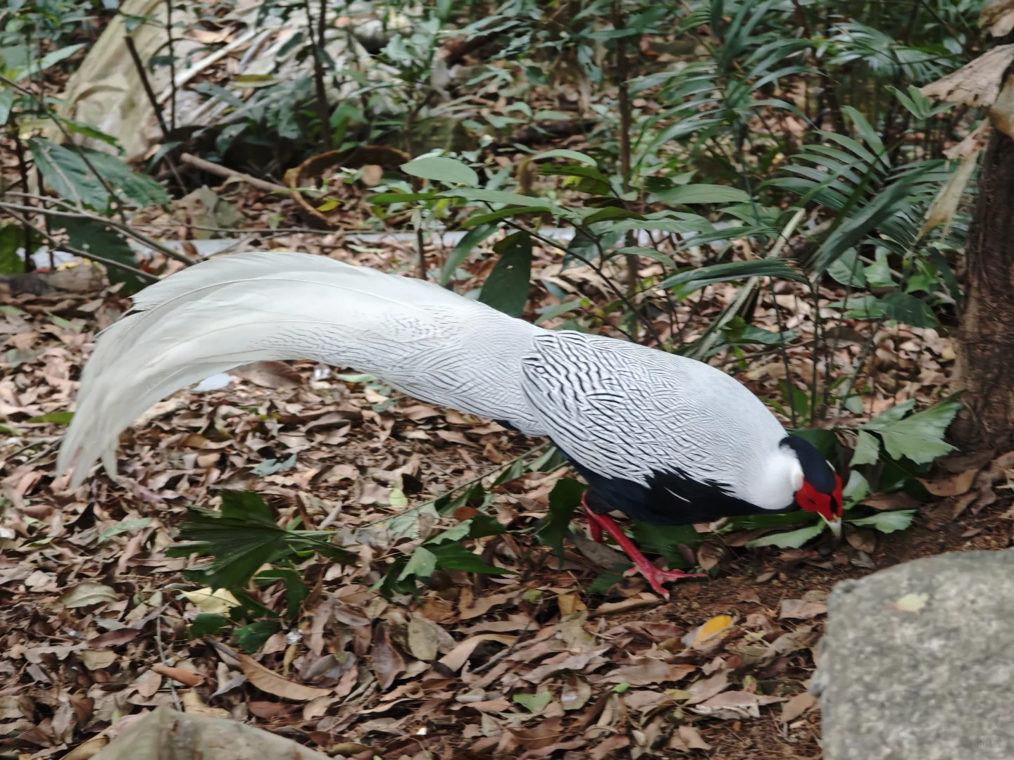 周末鼎湖山自体验