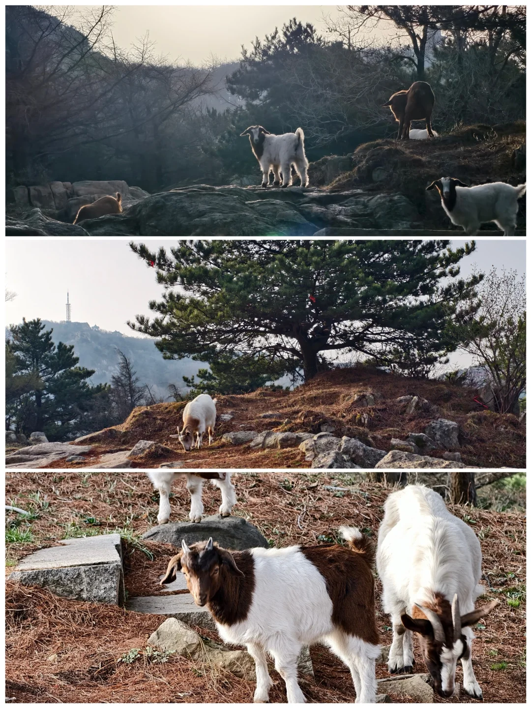 爬泰山，一定要走桃花峪徒步下山！太美啦！