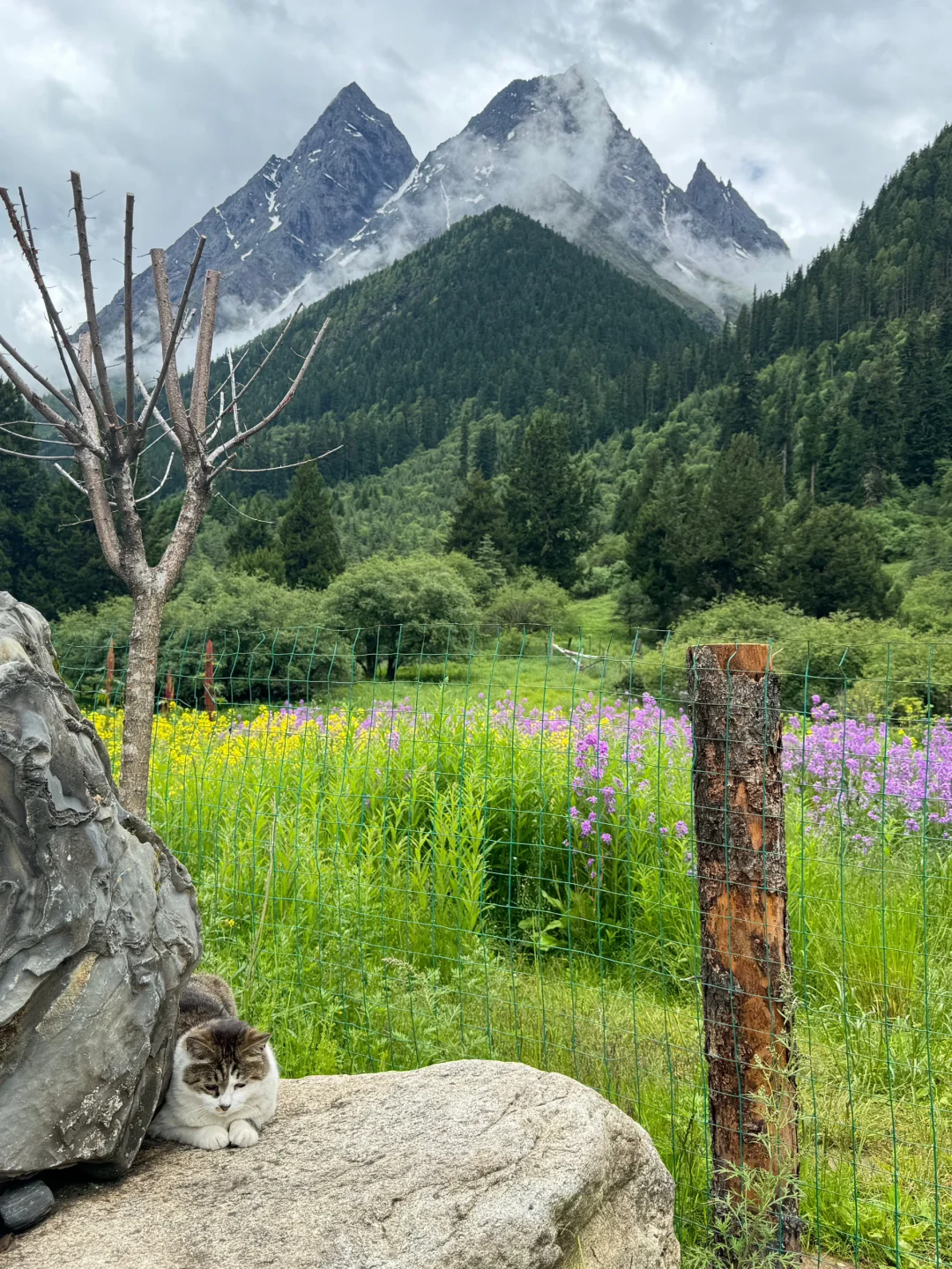 人去不了瑞士，但总得和朋友来川西吧🏔