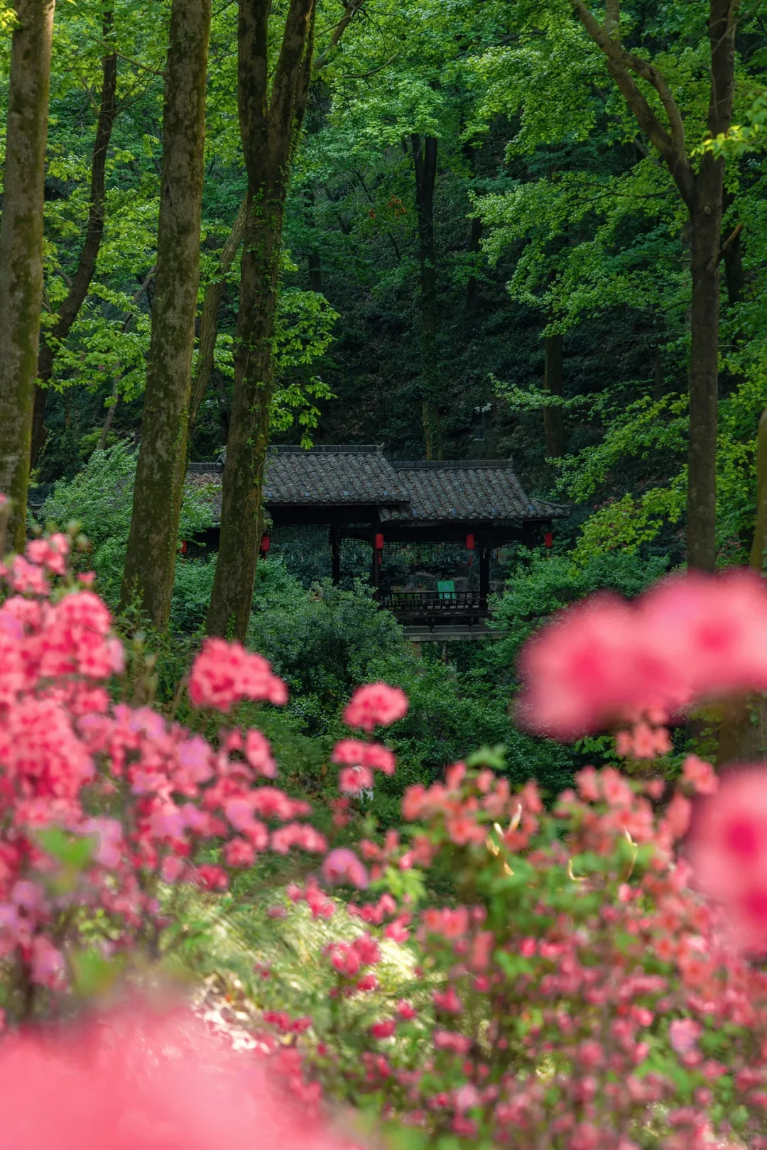 迄今为止，我最喜欢的春日小镇出现了