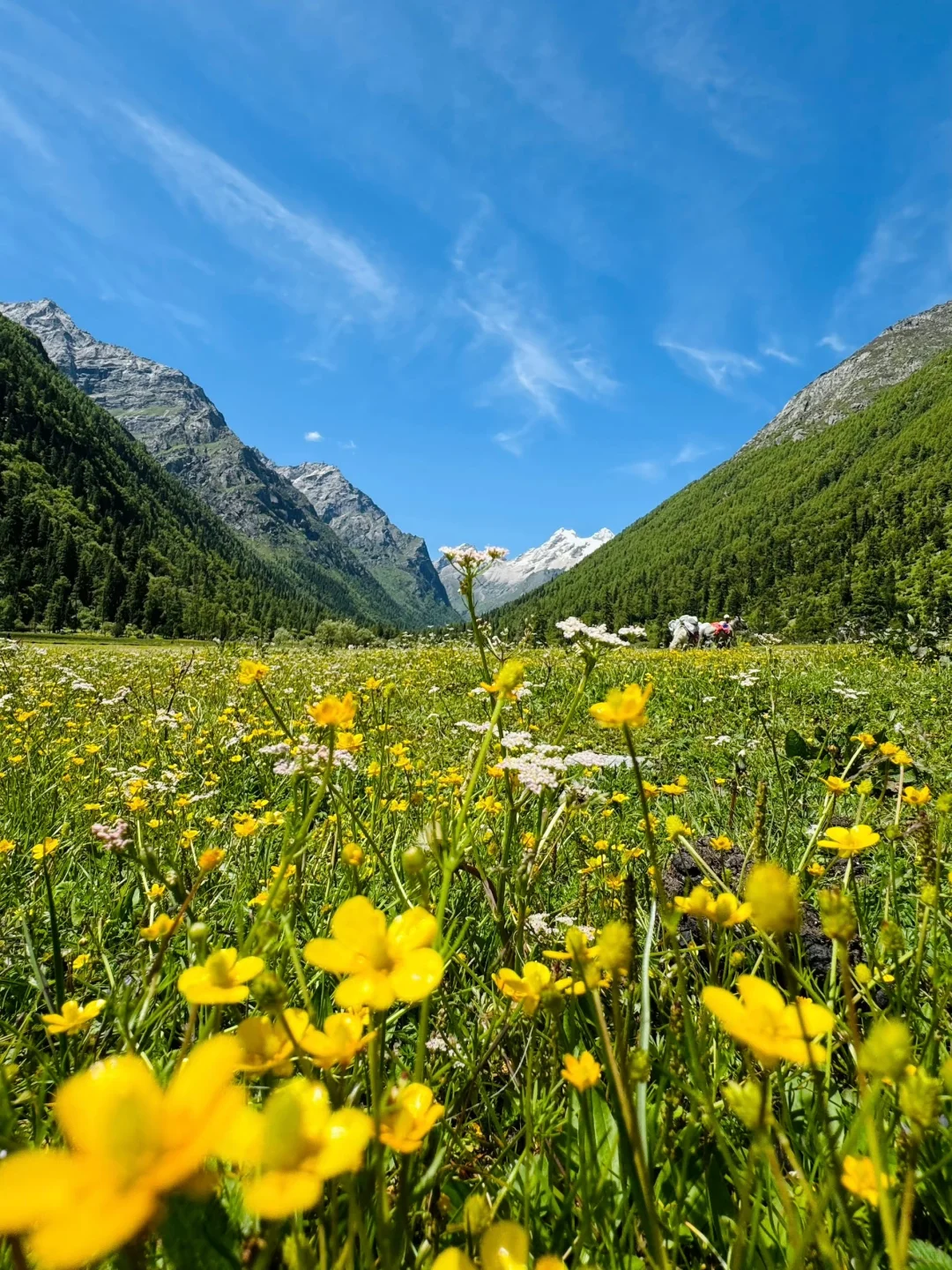 人去不了瑞士，但总得和朋友来川西吧🏔