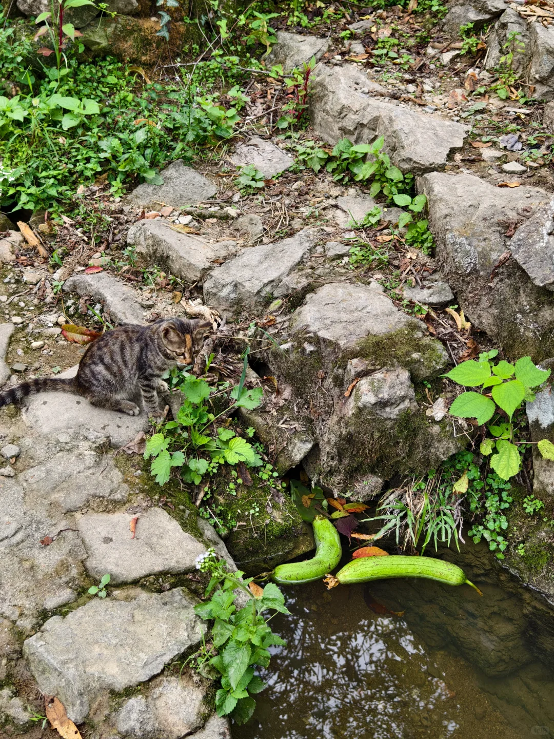 浙江的古村落承包了最好的小长假