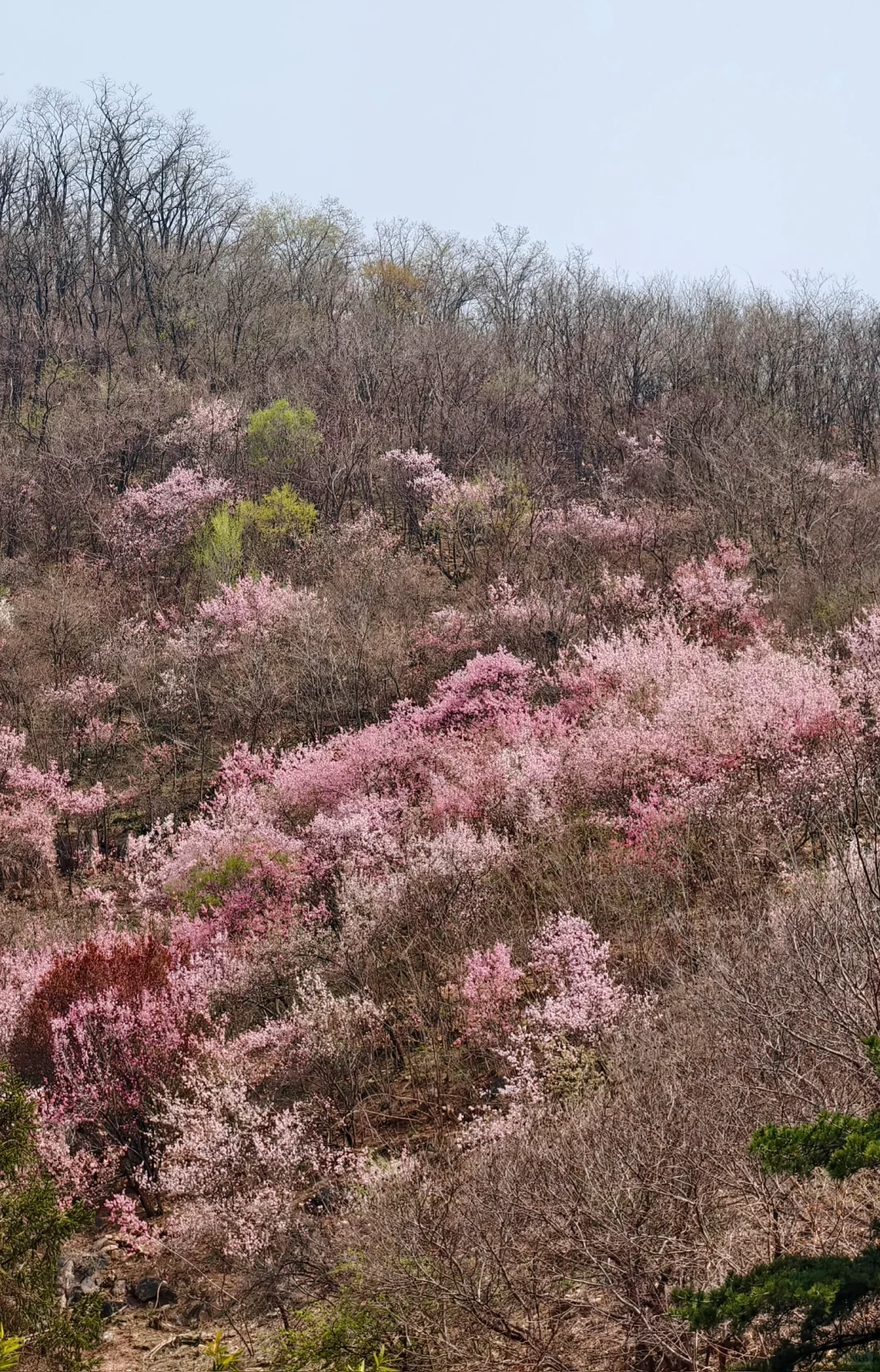 爬泰山，一定要走桃花峪徒步下山！太美啦！