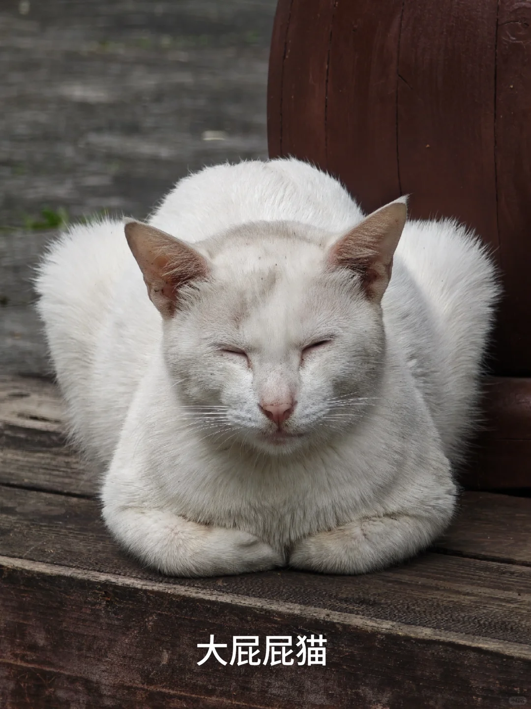 周末鼎湖山自体验