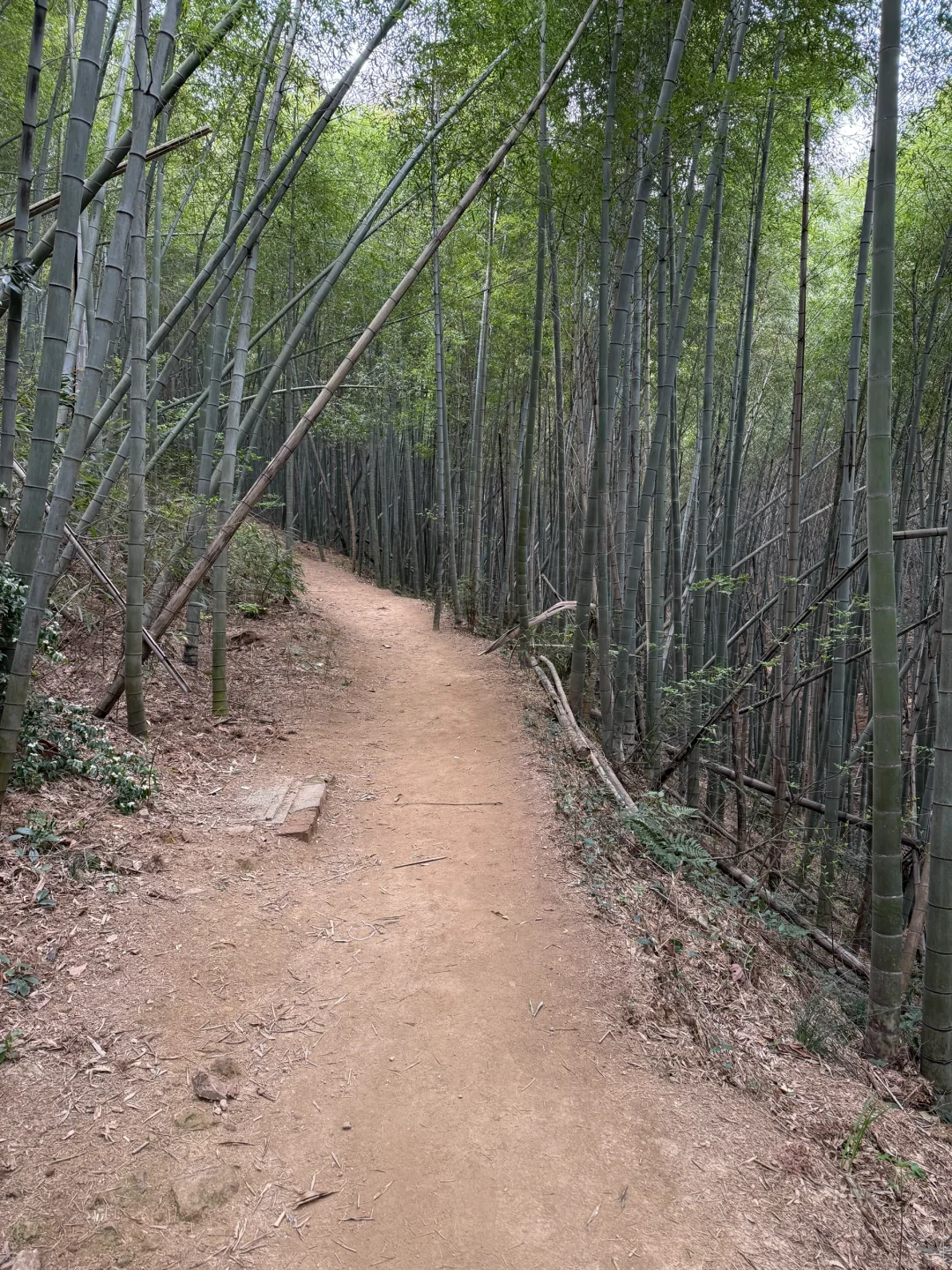 江浙沪三天两晚必玩，湖州莫干山