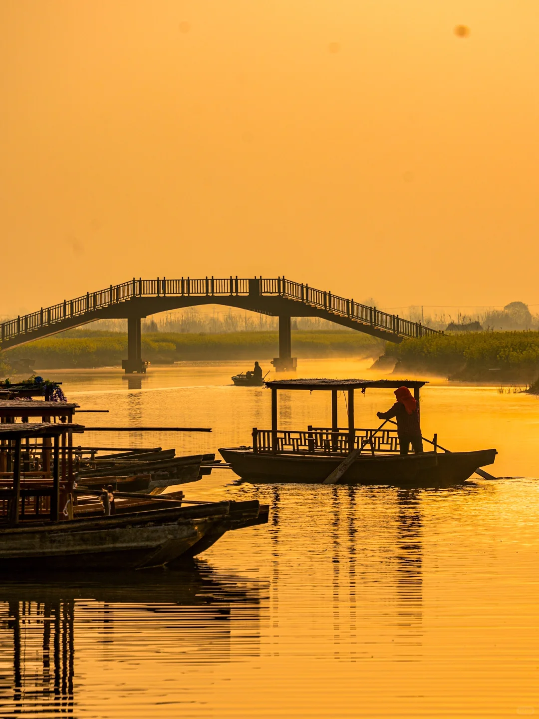 国家地理诚不欺我！水上花田超震撼，美哭了