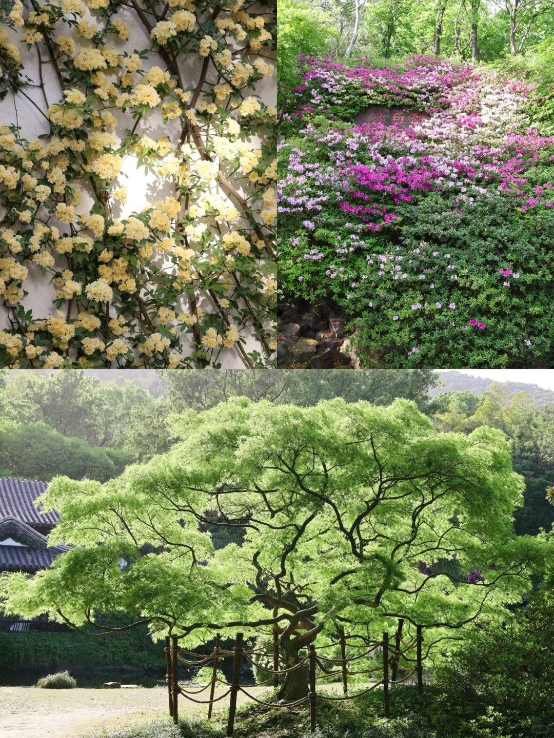 下午三点后｜无锡的这个公园会发光