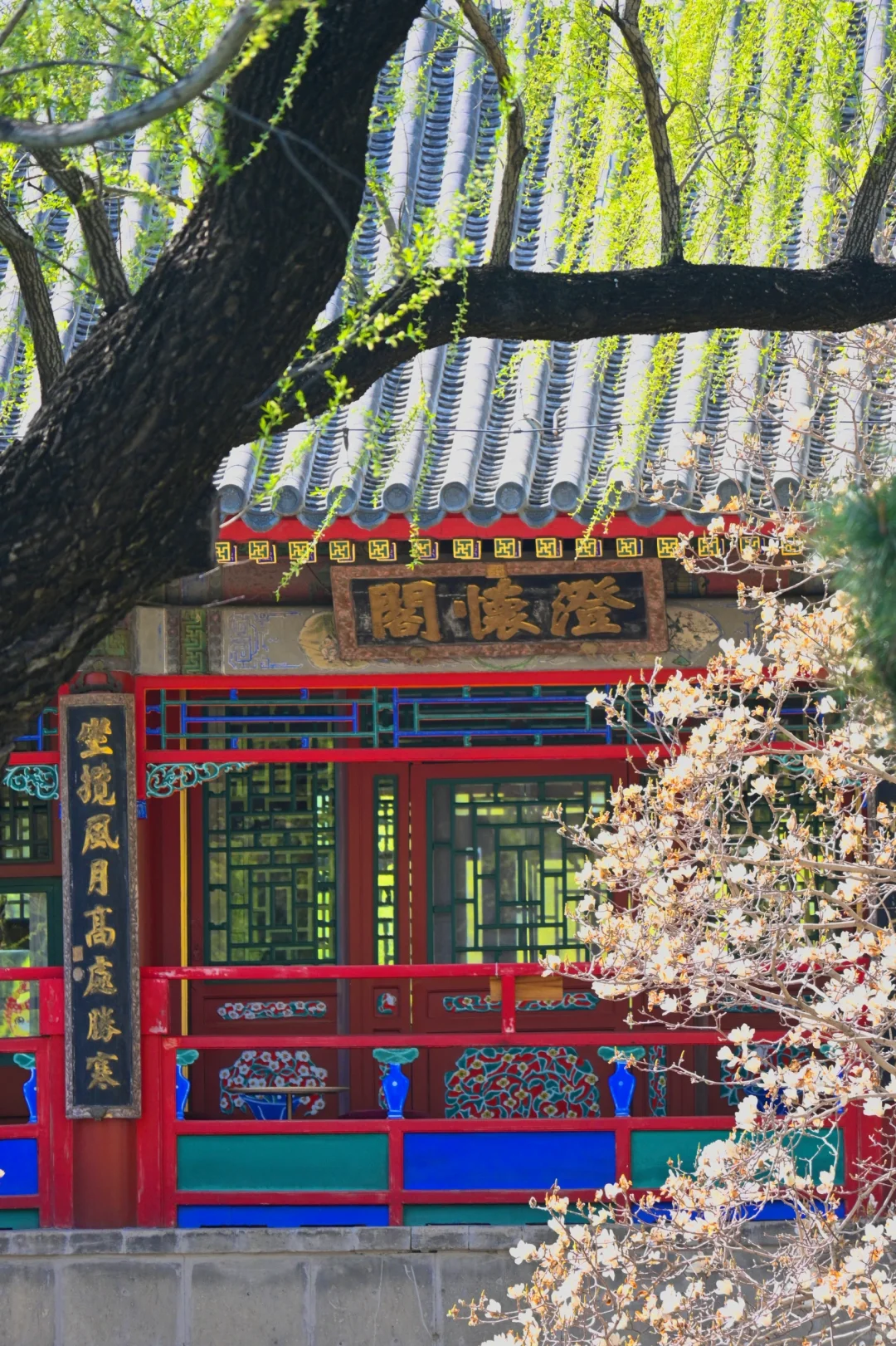 3.29颐和园豳风桥美到next level最佳观赏季