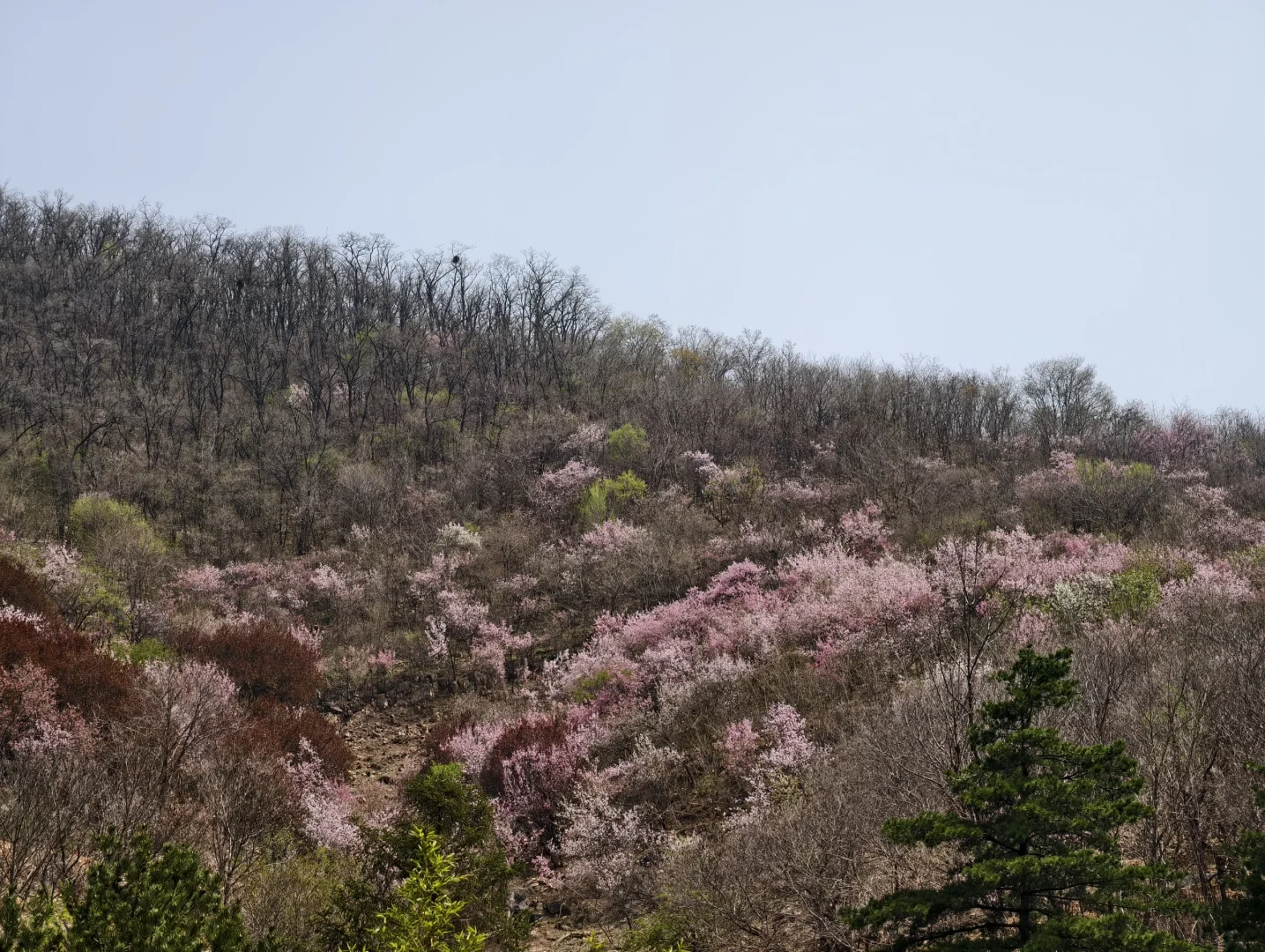 爬泰山，一定要走桃花峪徒步下山！太美啦！