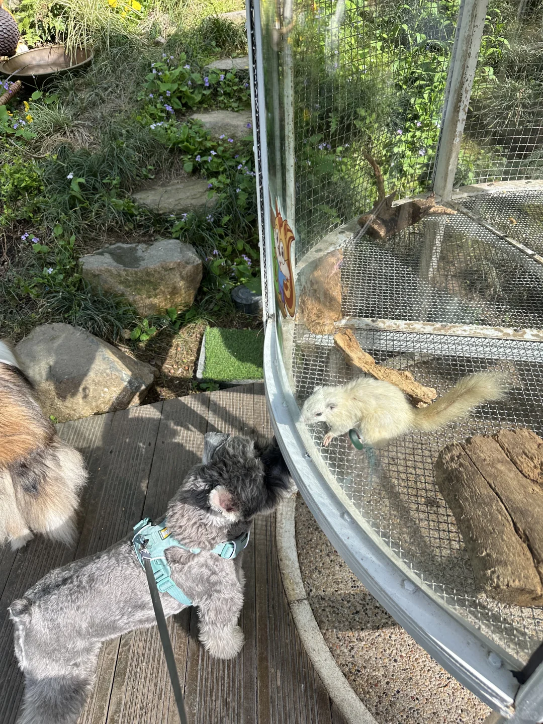 打卡宠物友好景区之溧阳天目湖山水园