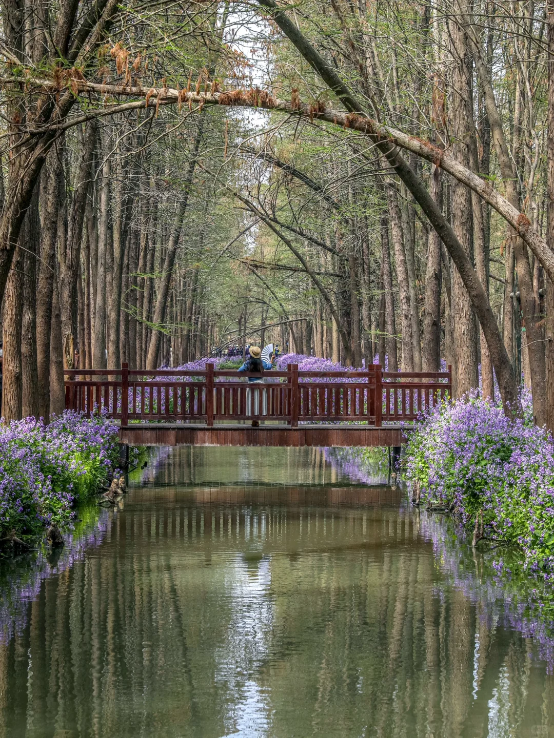 国家地理诚不欺我！水上花田超震撼，美哭了