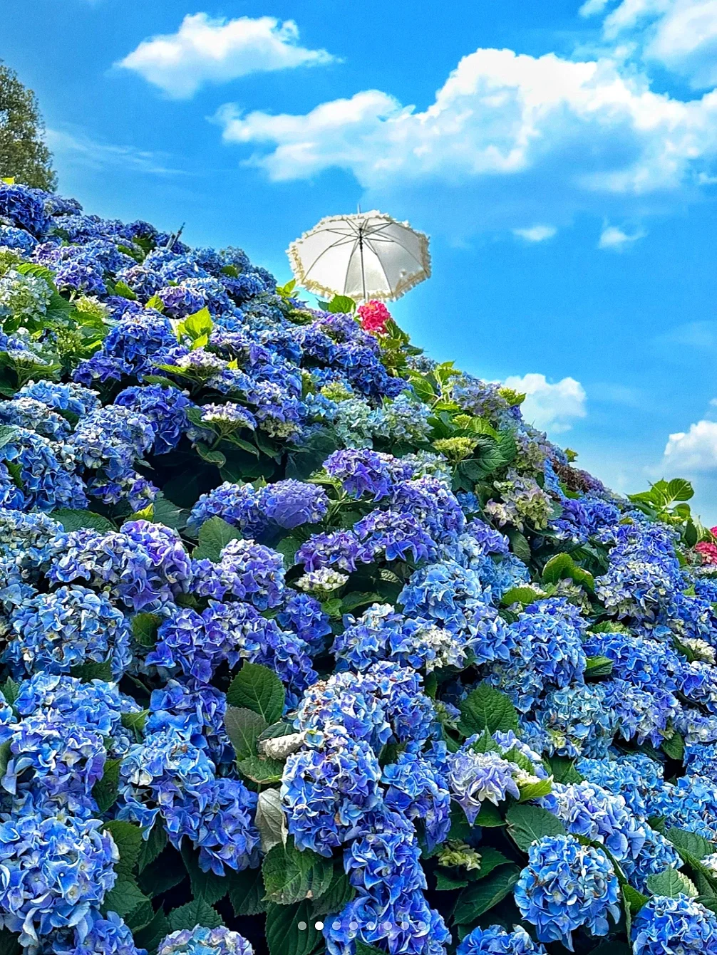 苏州！就这么默默开启了震撼的绣球季…