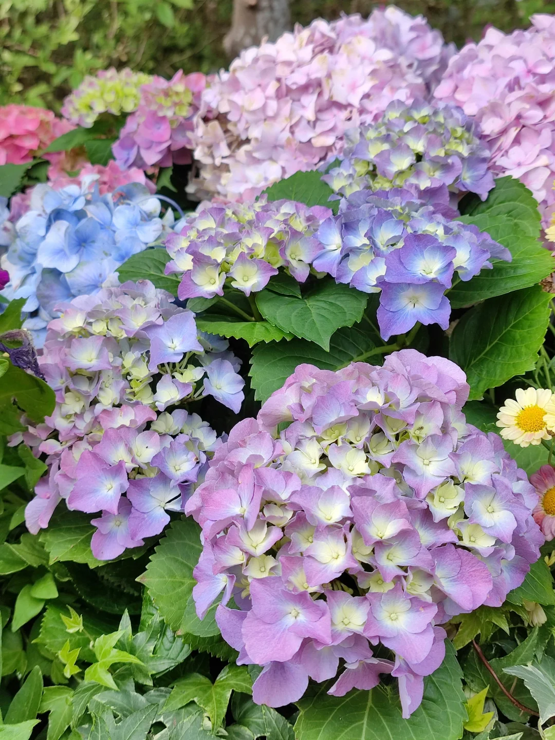 苏州！就这么默默开启了震撼的绣球季…