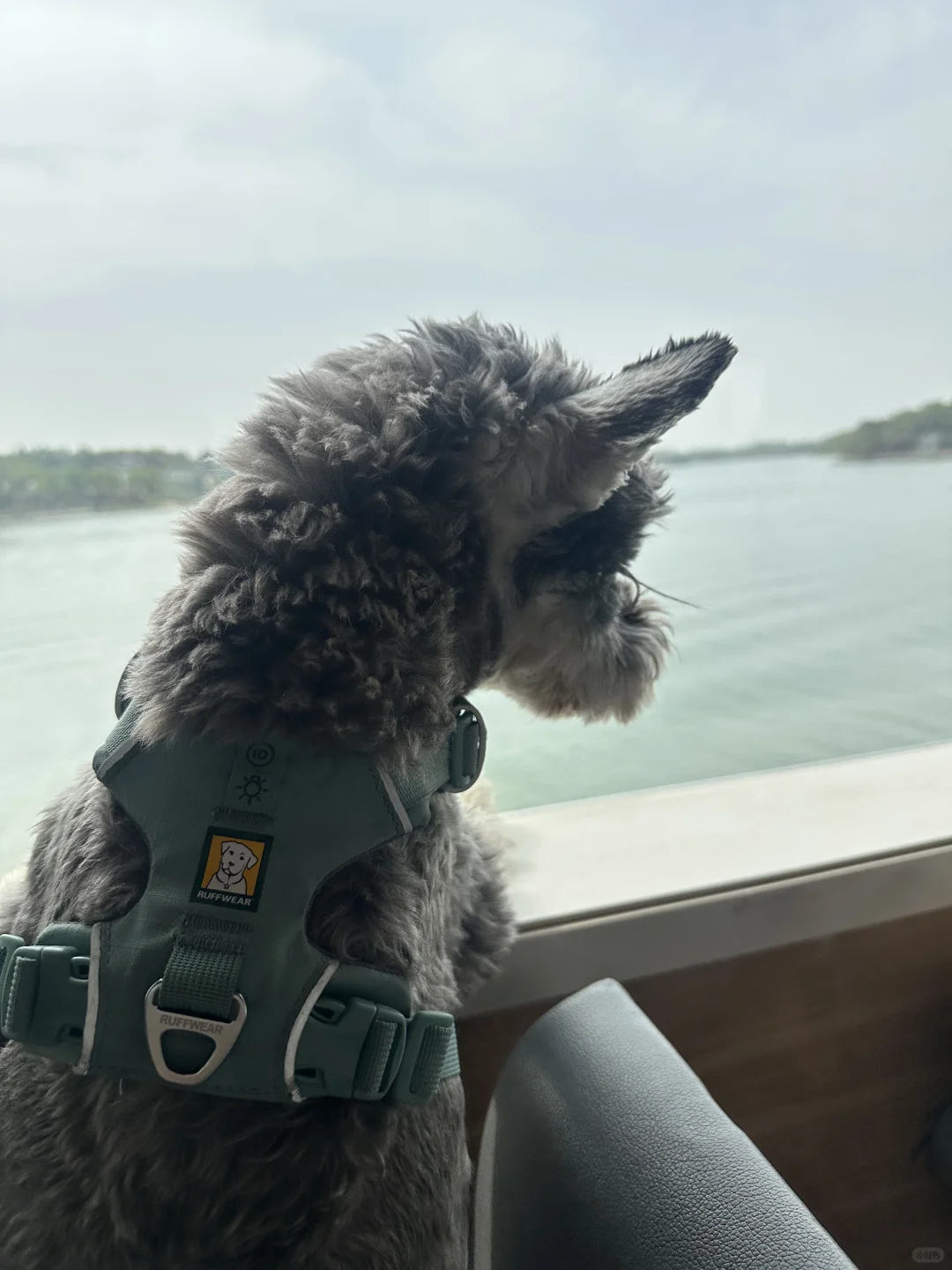 打卡宠物友好景区之溧阳天目湖山水园