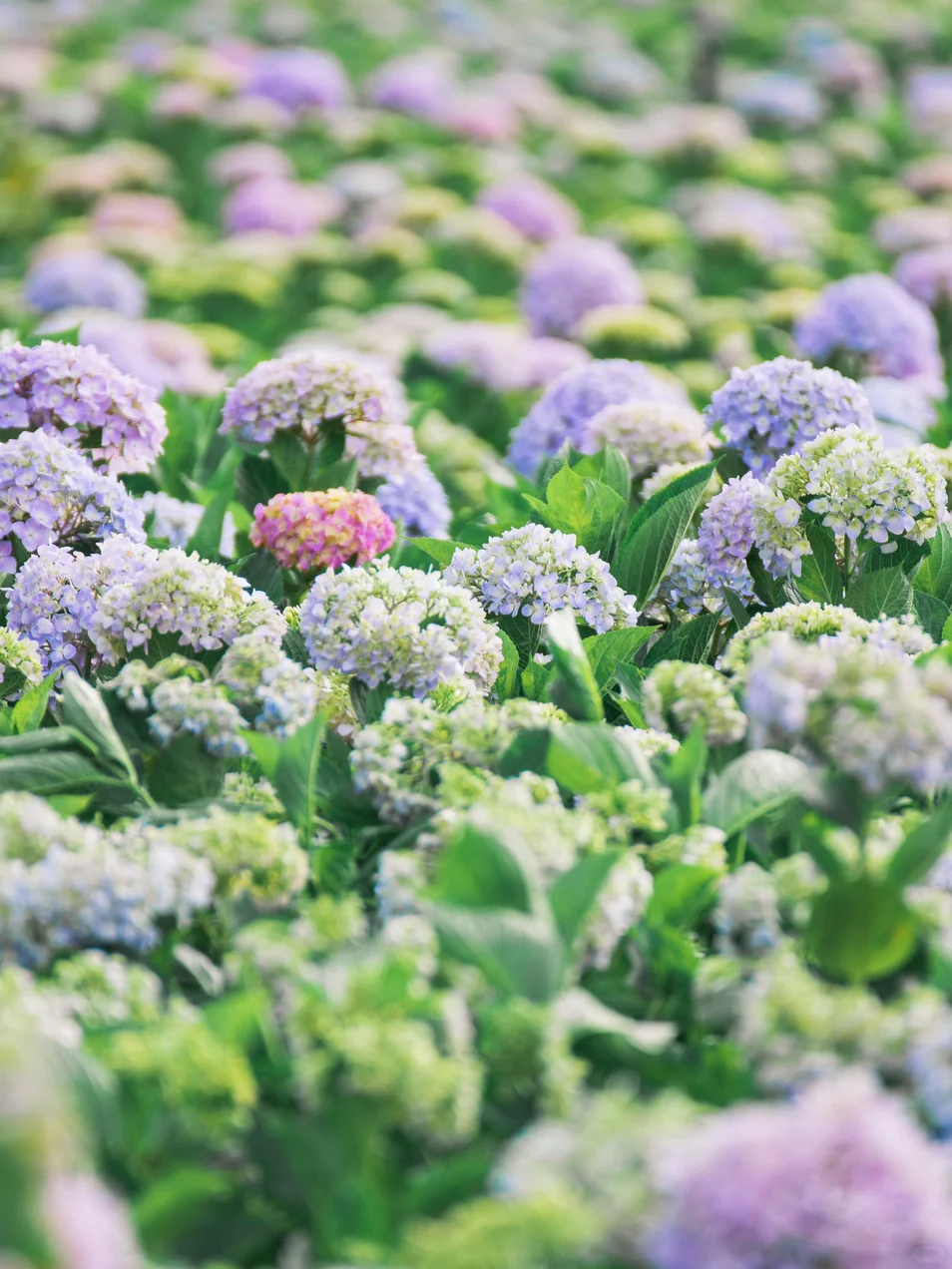 苏州！就这么默默开启了震撼的绣球季…