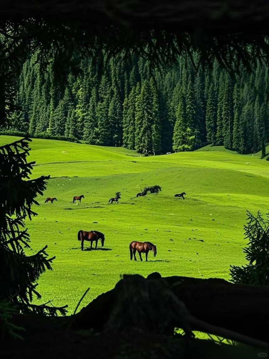五一沉浸式打卡伊犁路线🔥预算2k必冲‼️