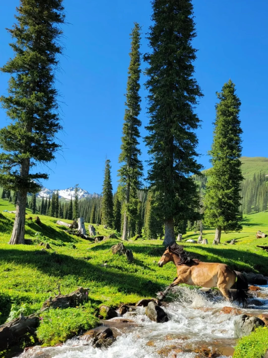 五一沉浸式打卡伊犁路线🔥预算2k必冲‼️