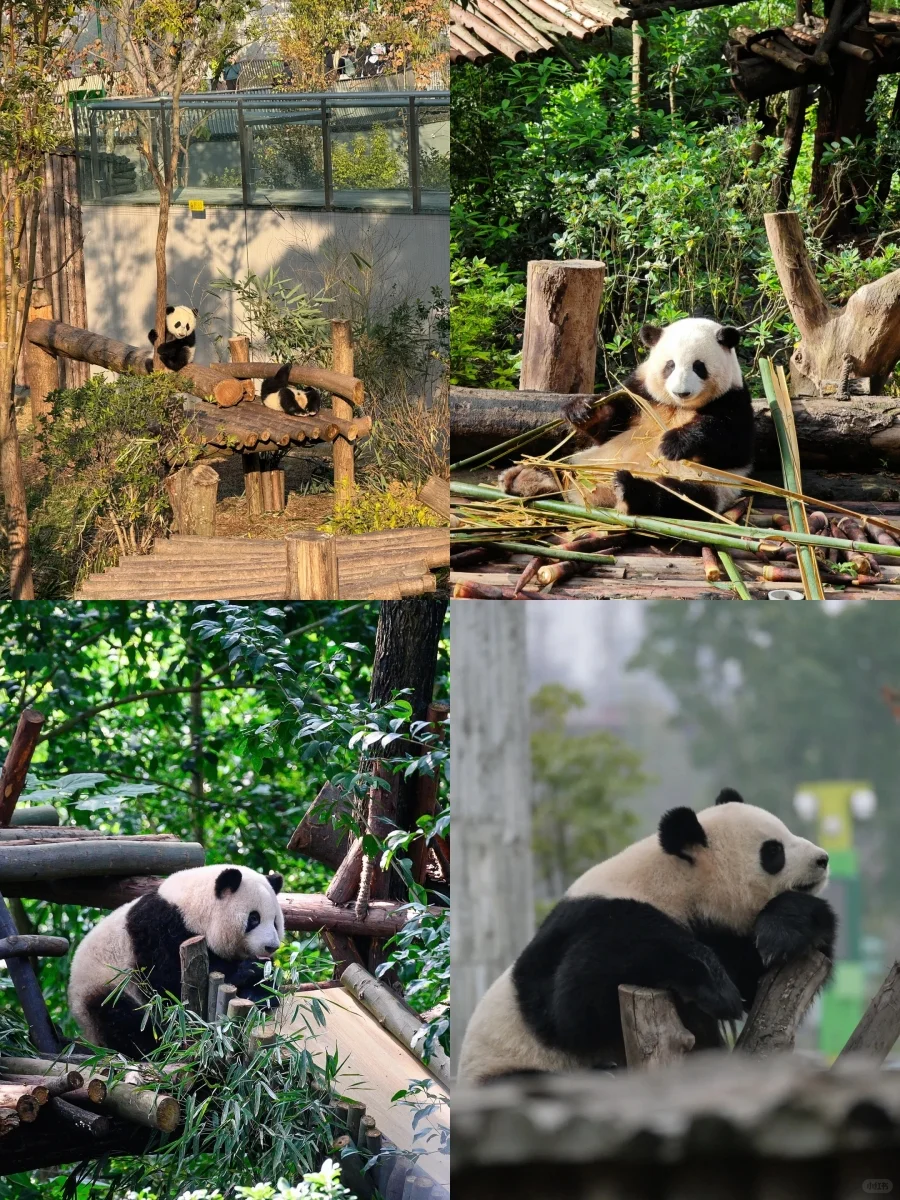 四川成都九寨沟重庆8天7晚旅游攻略