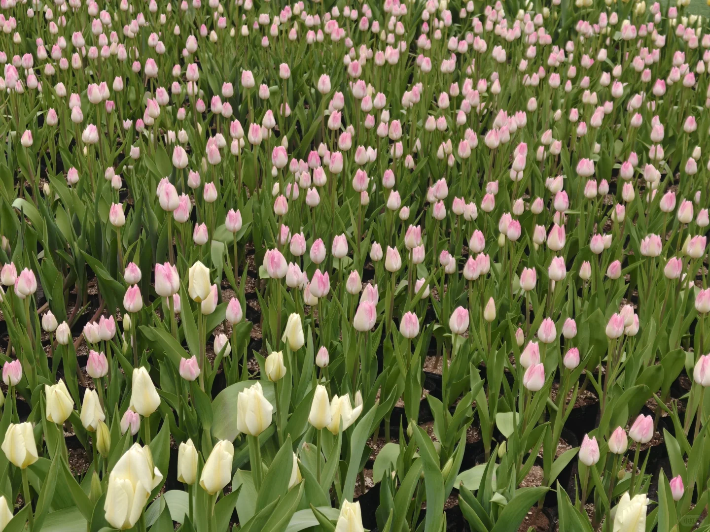 网络上的美景⛰️，现实中…