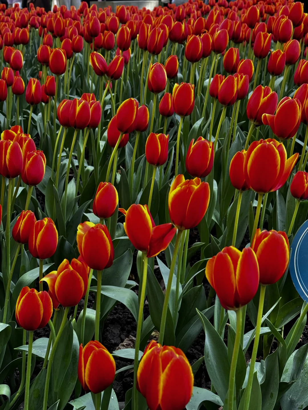 广州四天三夜亲子游玩攻略(吃住行篇)