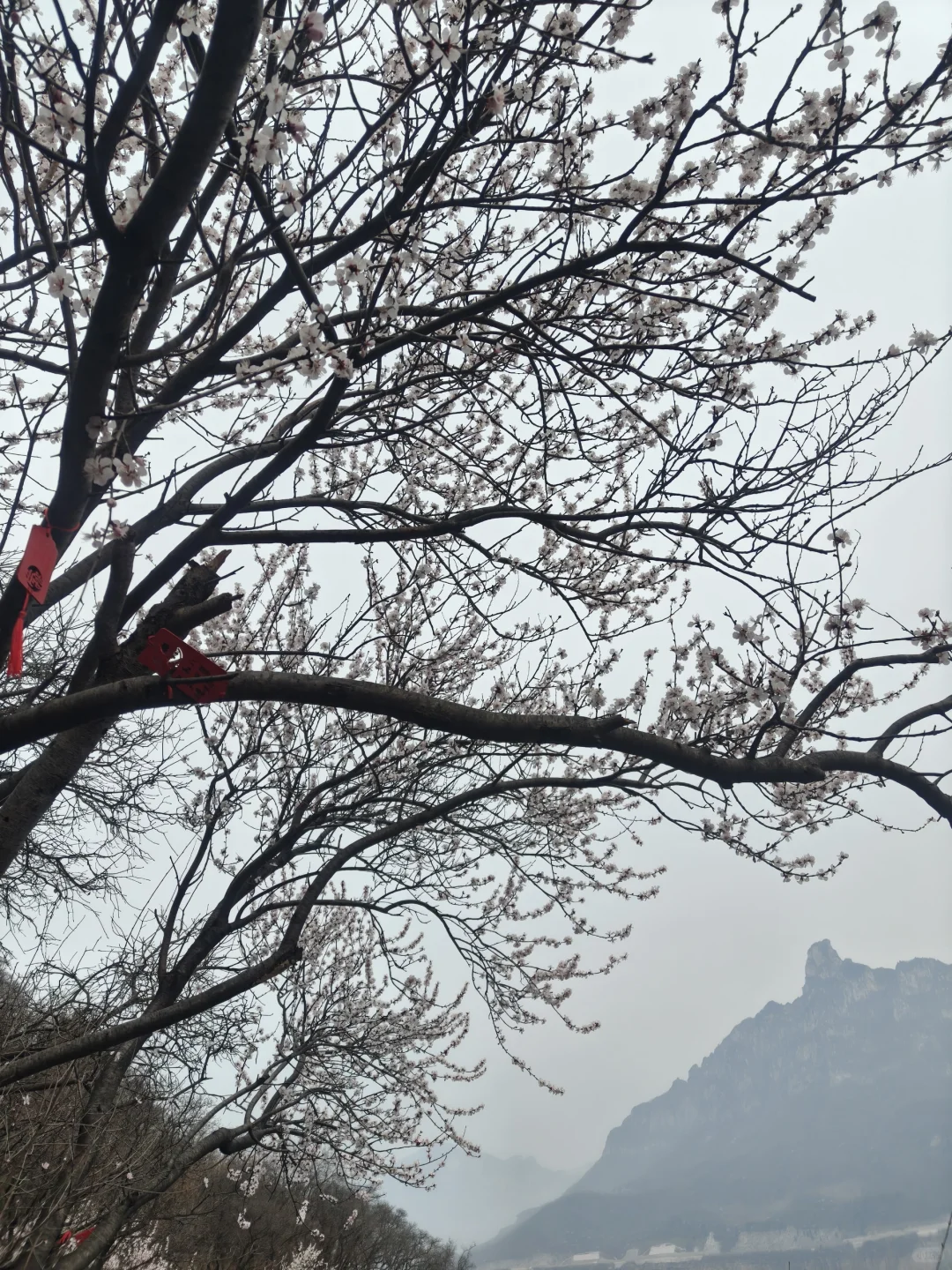 网络上的美景⛰️，现实中…