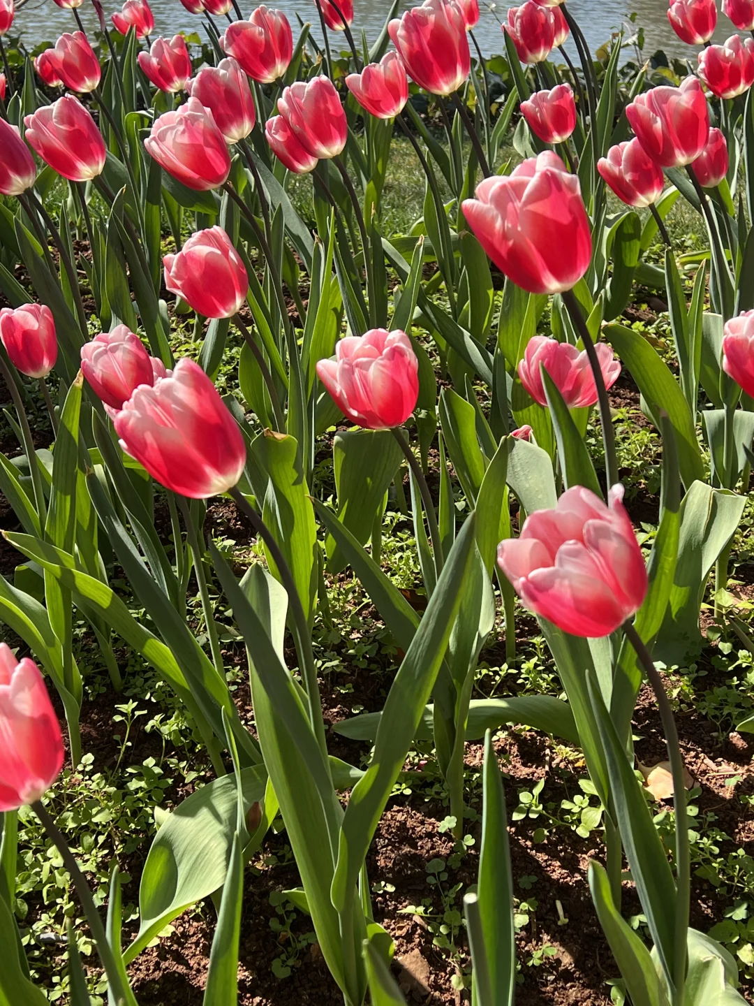 超详细不踩雷‼️人均2k+云南旅游攻略来啦