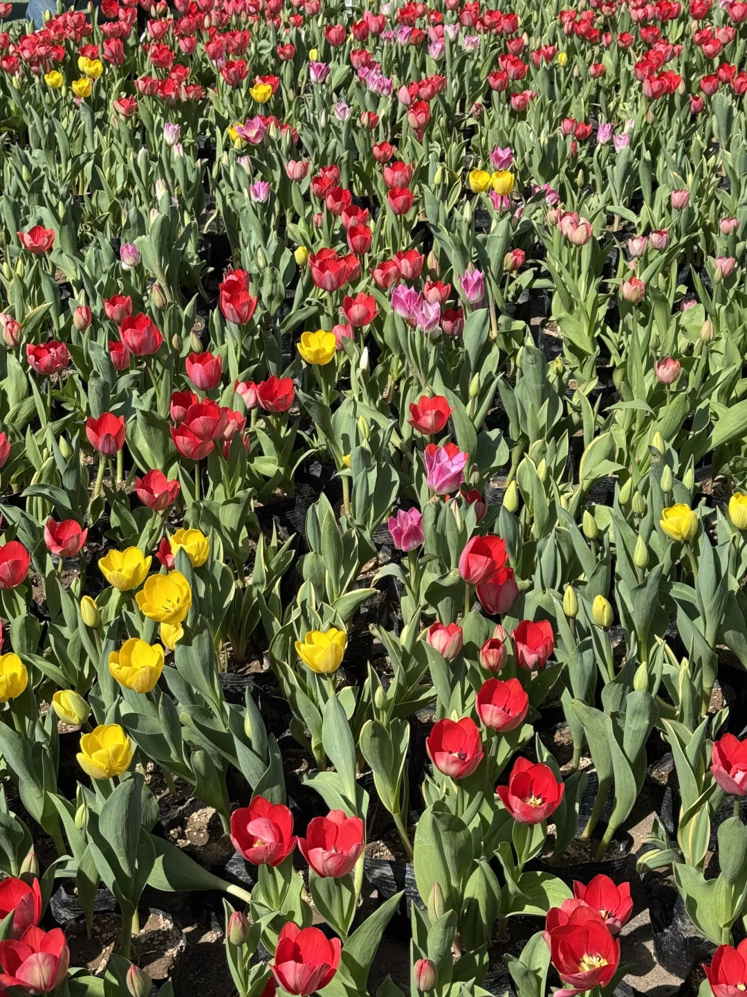太行山的蓝眼泪💧