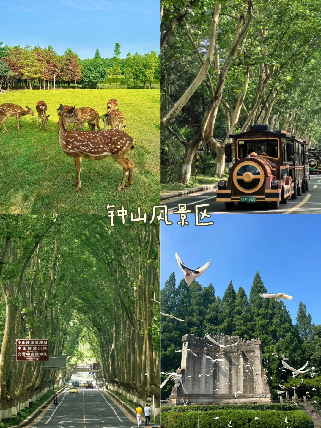 被j人做的南京周末两日游攻略震惊到了🤯