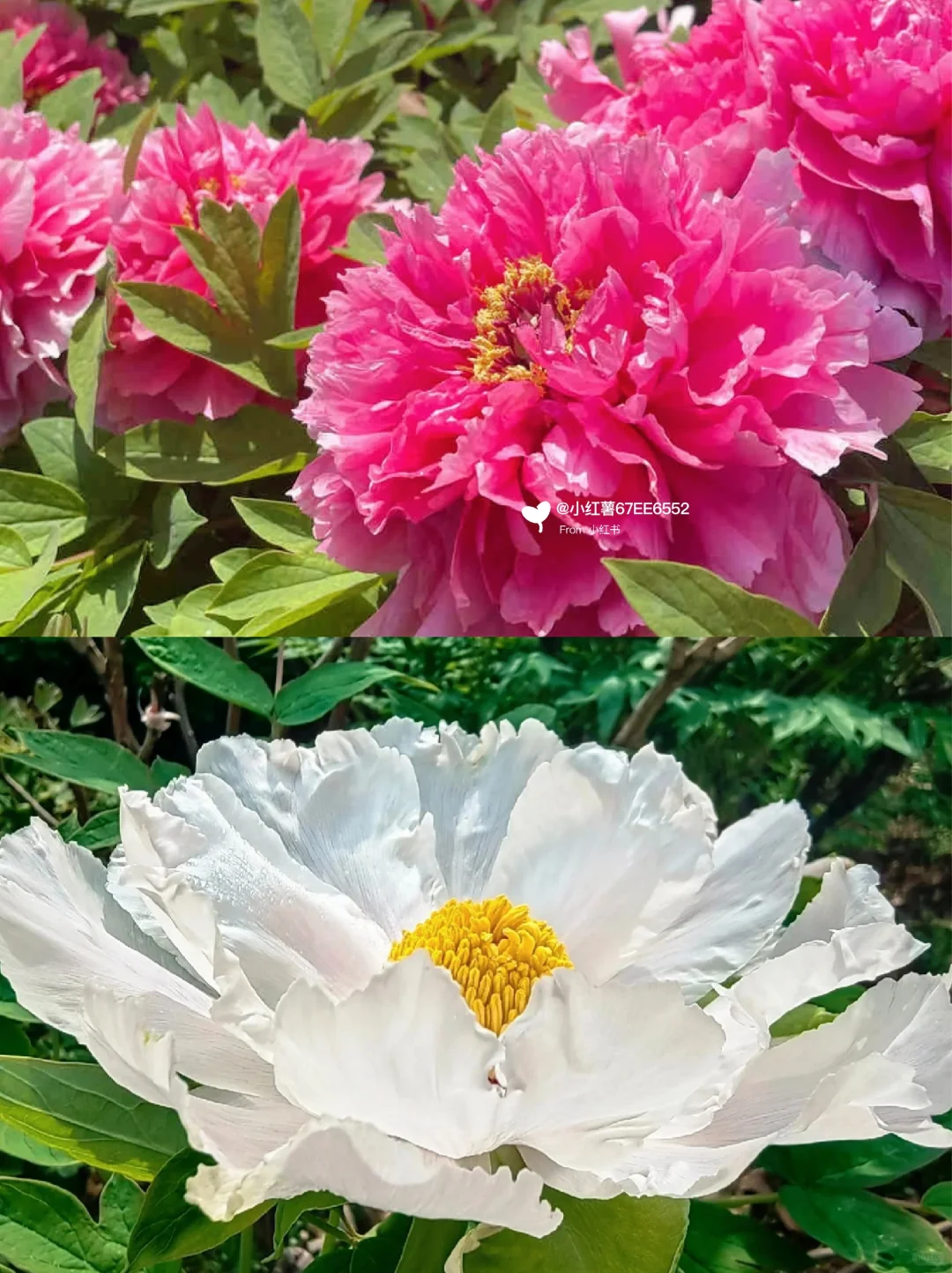 👭写给4-5月来洛阳的姐妹丨旅游避雷攻略