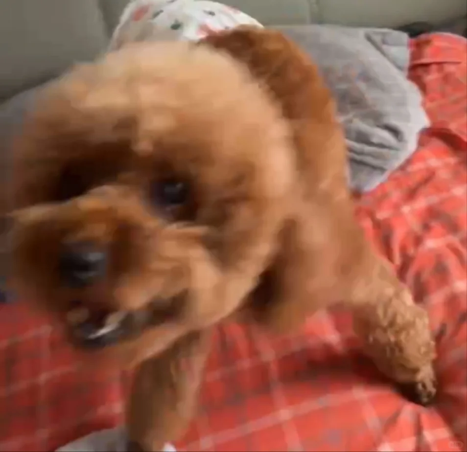 导游证持免费进出景区合集