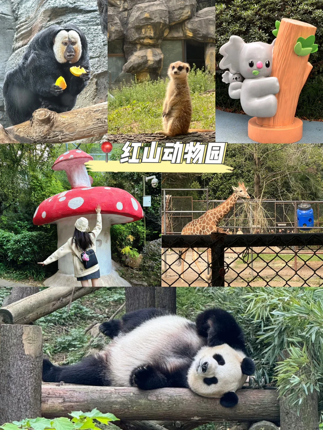 被j人做的南京周末两日游攻略震惊到了🤯